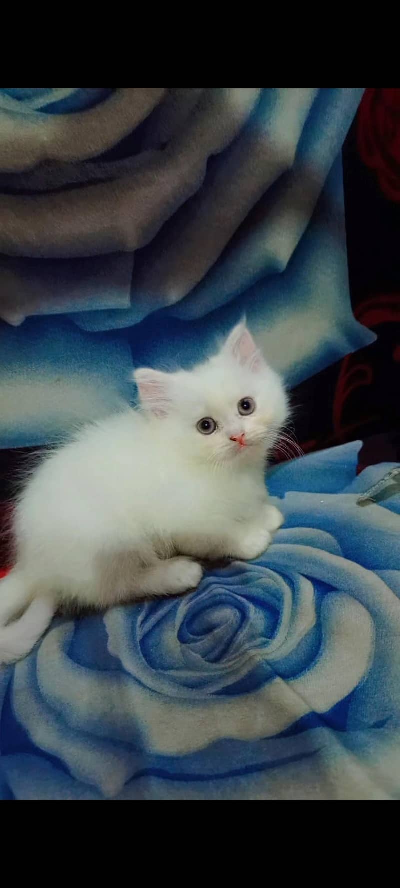 Persian Kittens 1