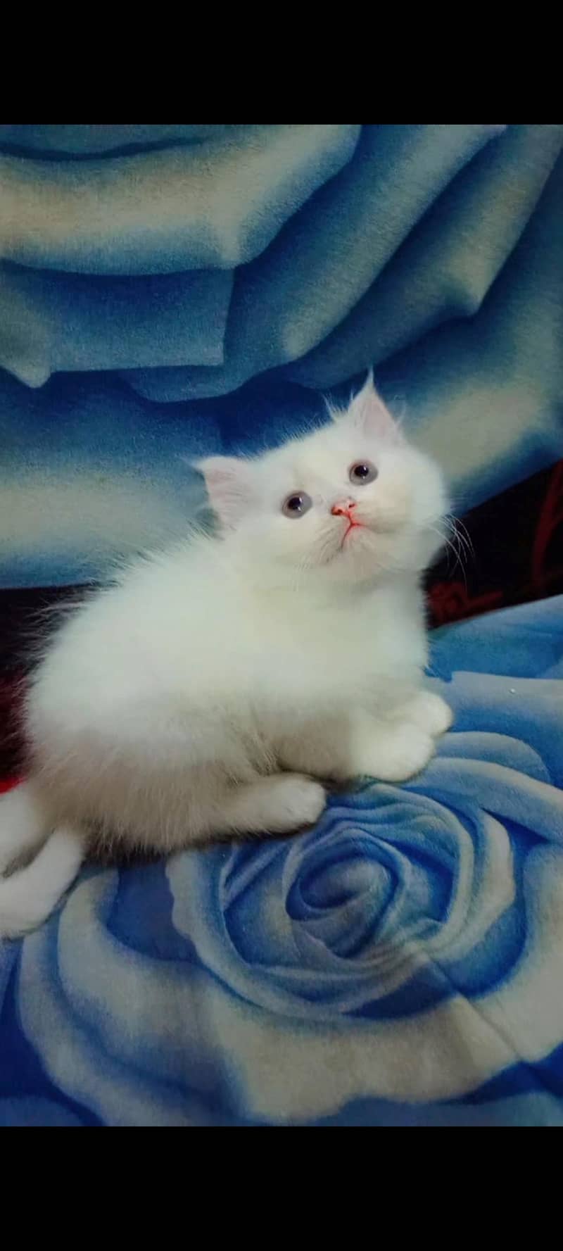 Persian Kittens 2