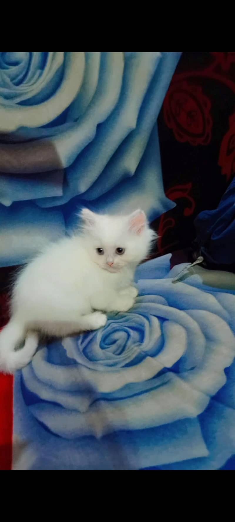 Persian Kittens 3