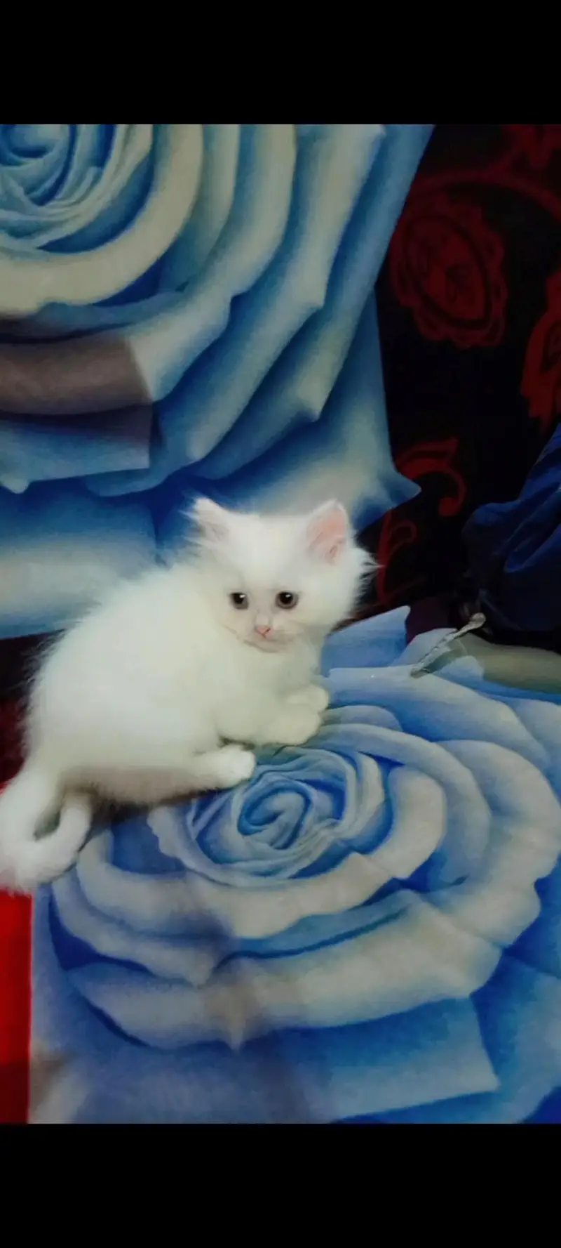 Persian Kittens — photo 4