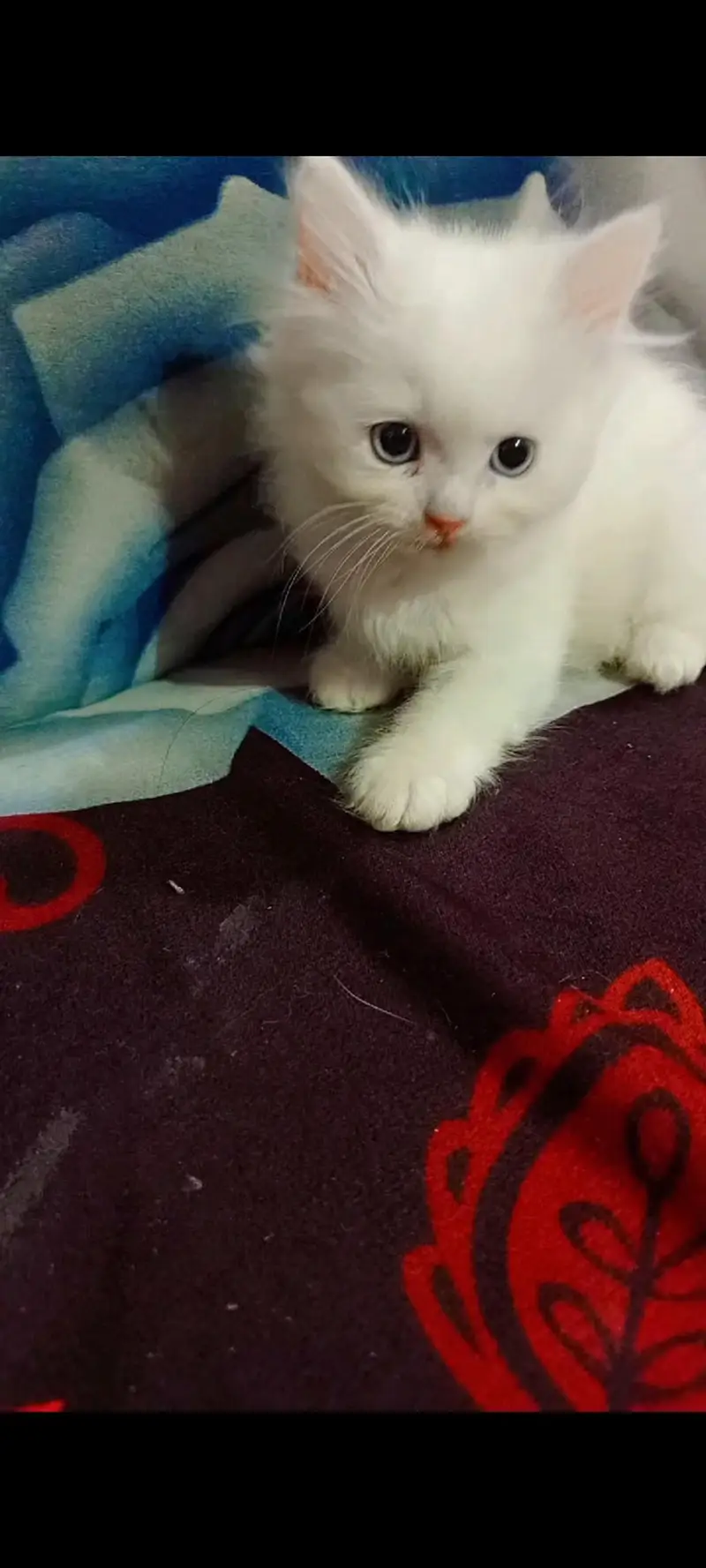 Persian Kittens — photo 5