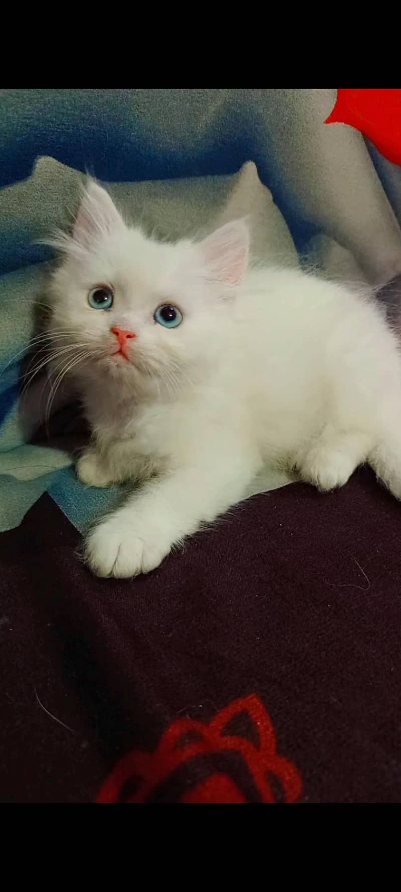 Persian Kittens 5