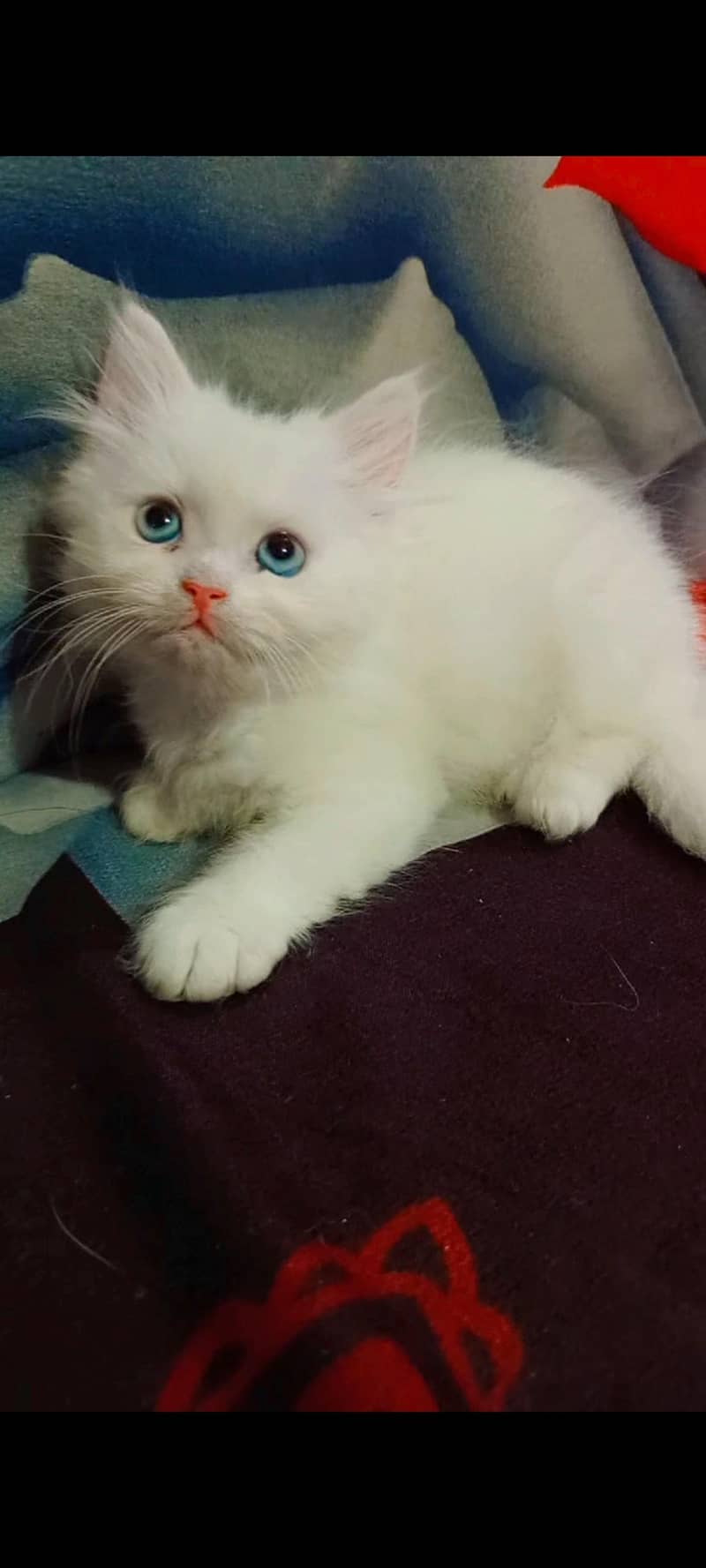 Persian Kittens 6