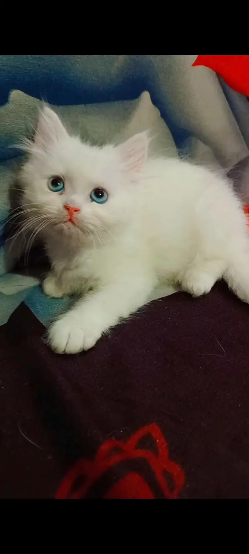 Persian Kittens — photo 7