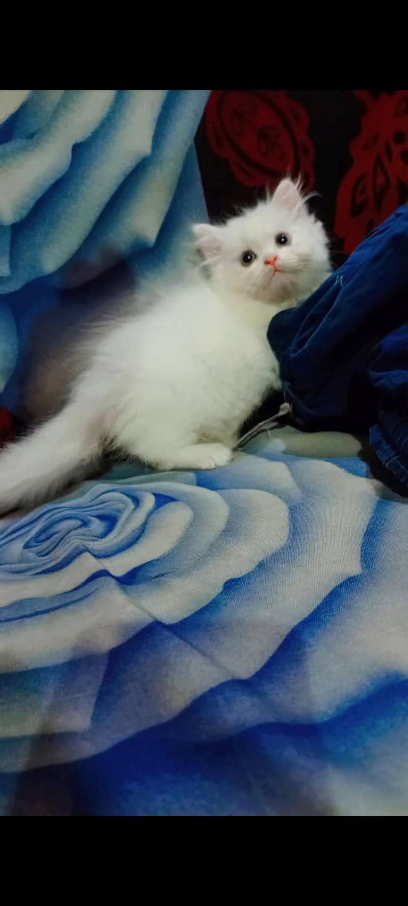 Persian Kittens 7
