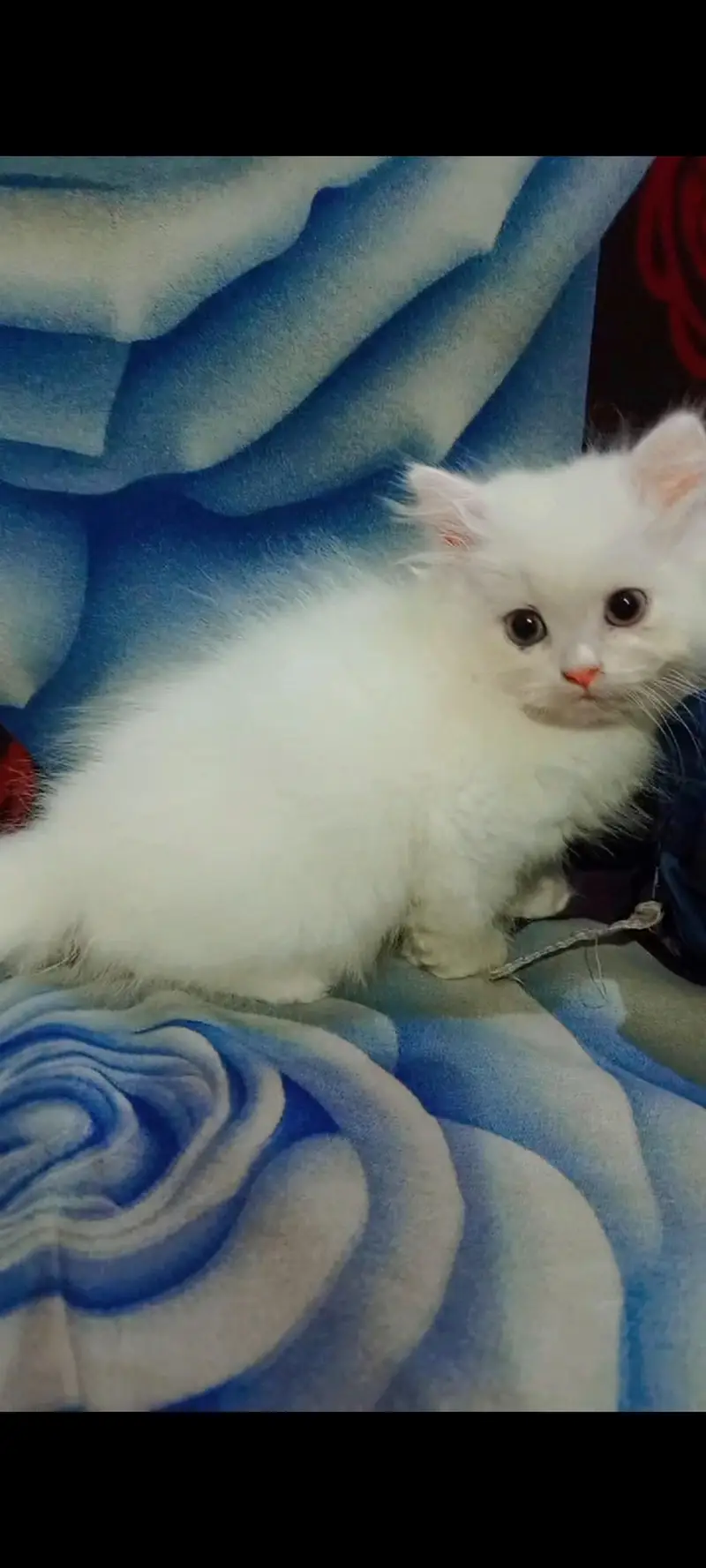 Persian Kittens — photo 9