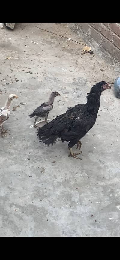 Sindhi female with chicks