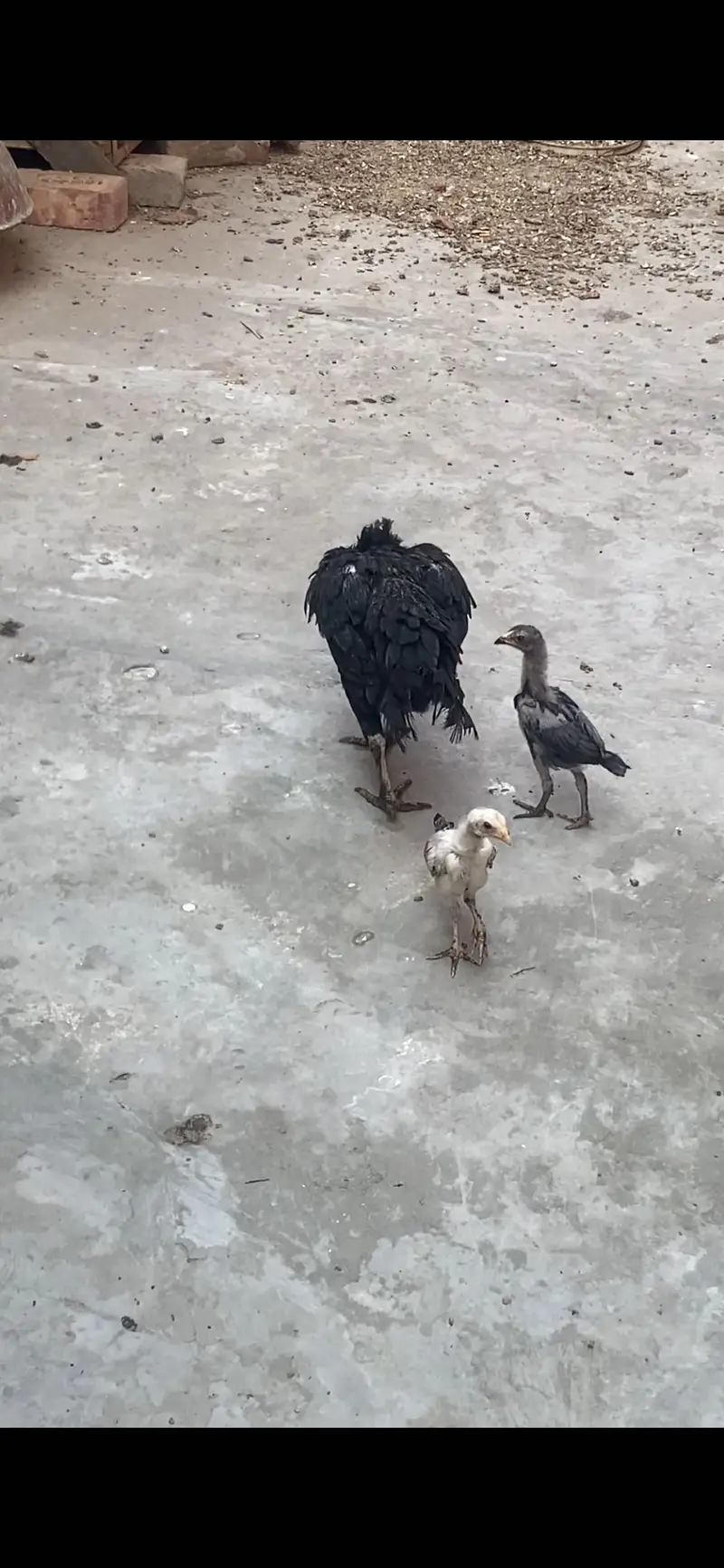 Sindhi female with chicks — photo 7