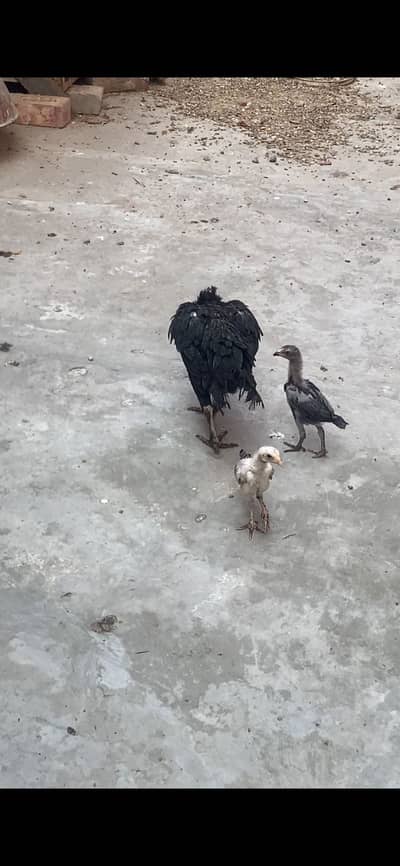 Sidhi female with chicks