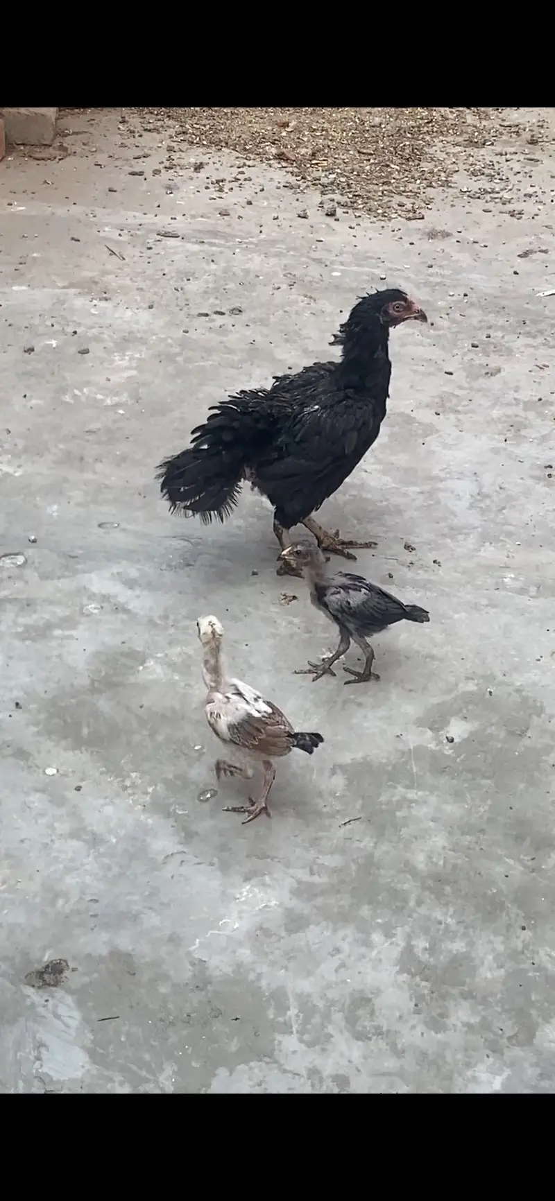 Sidhi female with chicks — photo 2