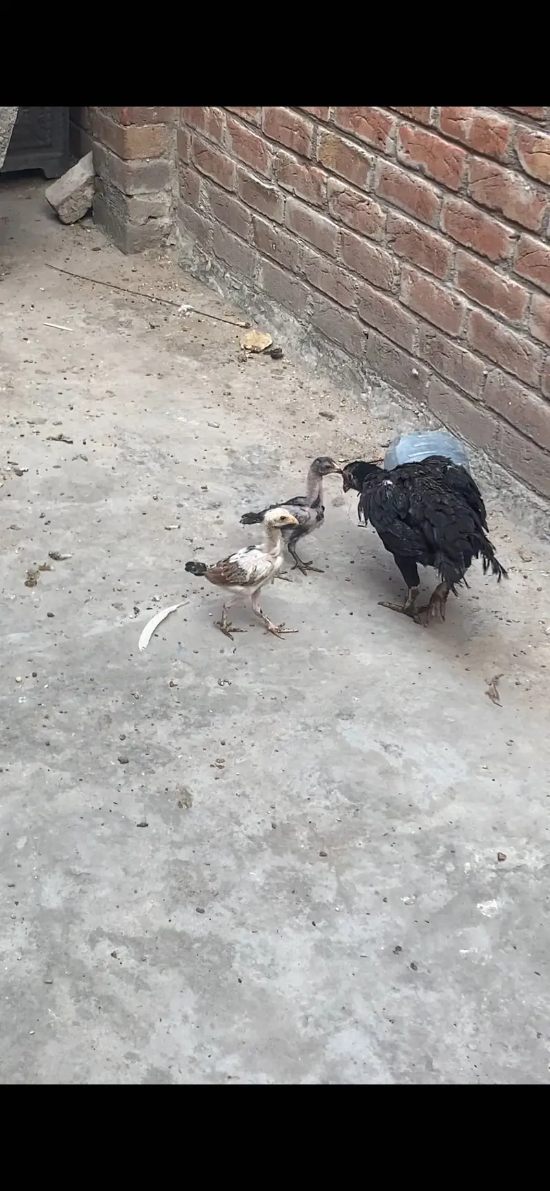 Sidhi female with chicks — photo 5