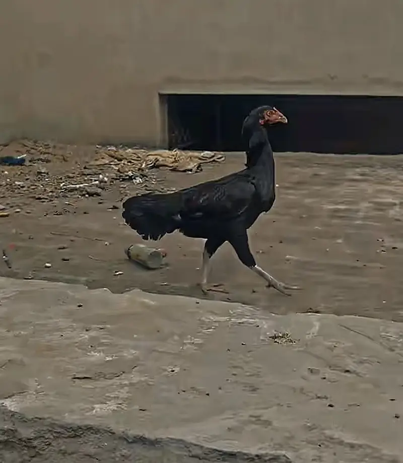 Sidhi female with chicks — photo 7