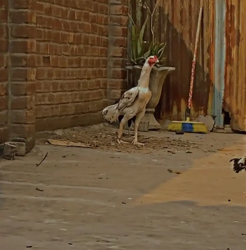 Sidhi female with chicks — photo 8