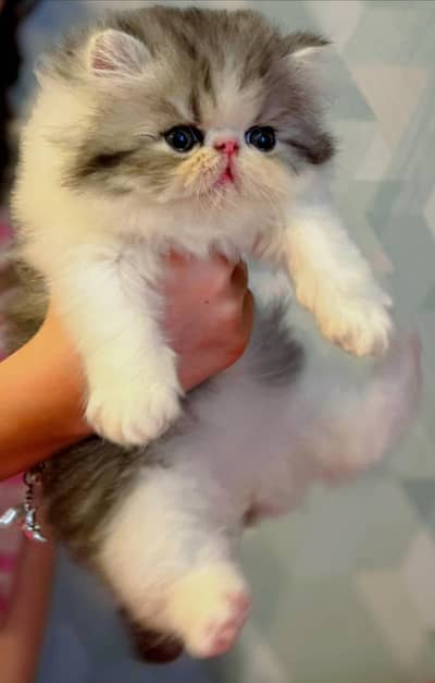 extreme piki face greyish color Persian kitten