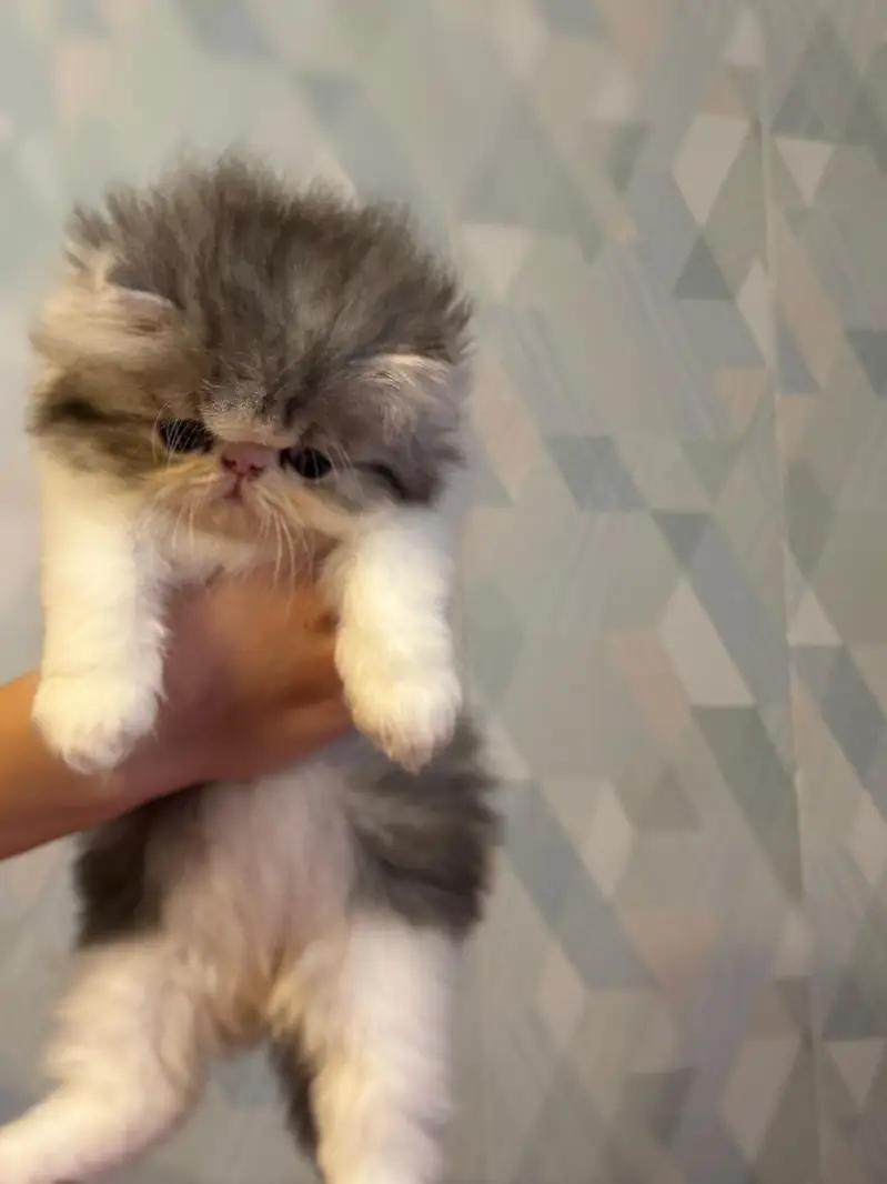 extreme piki face greyish color Persian kitten — photo 2