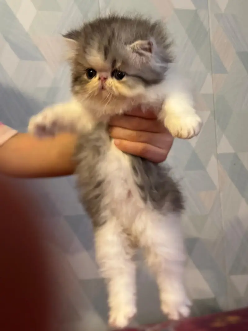 extreme piki face greyish color Persian kitten — photo 3