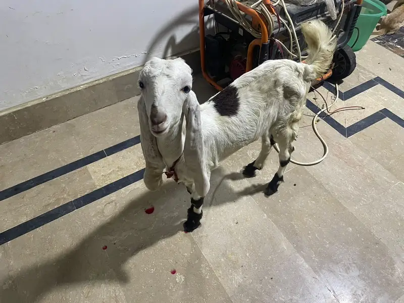 Gulabi + Beetal Pyara Bakra For sale
