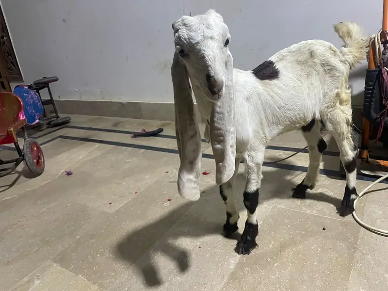 Gulabi + Beetal Pyara Bakra For sale — photo 2