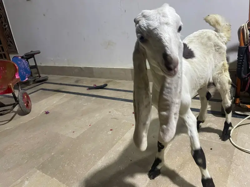 Gulabi + Beetal Pyara Bakra For sale — photo 3