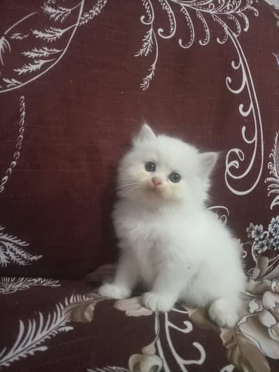 Tripple Coated Persian male and female kittens availble