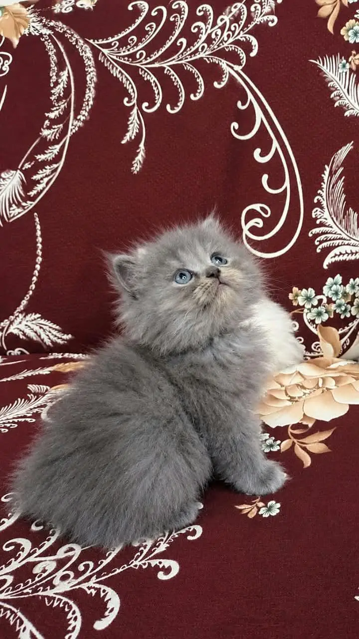 Tripple Coated Persian male and female kittens availble — photo 2