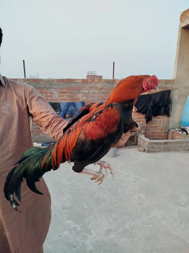 Aseel Murga — photo 2