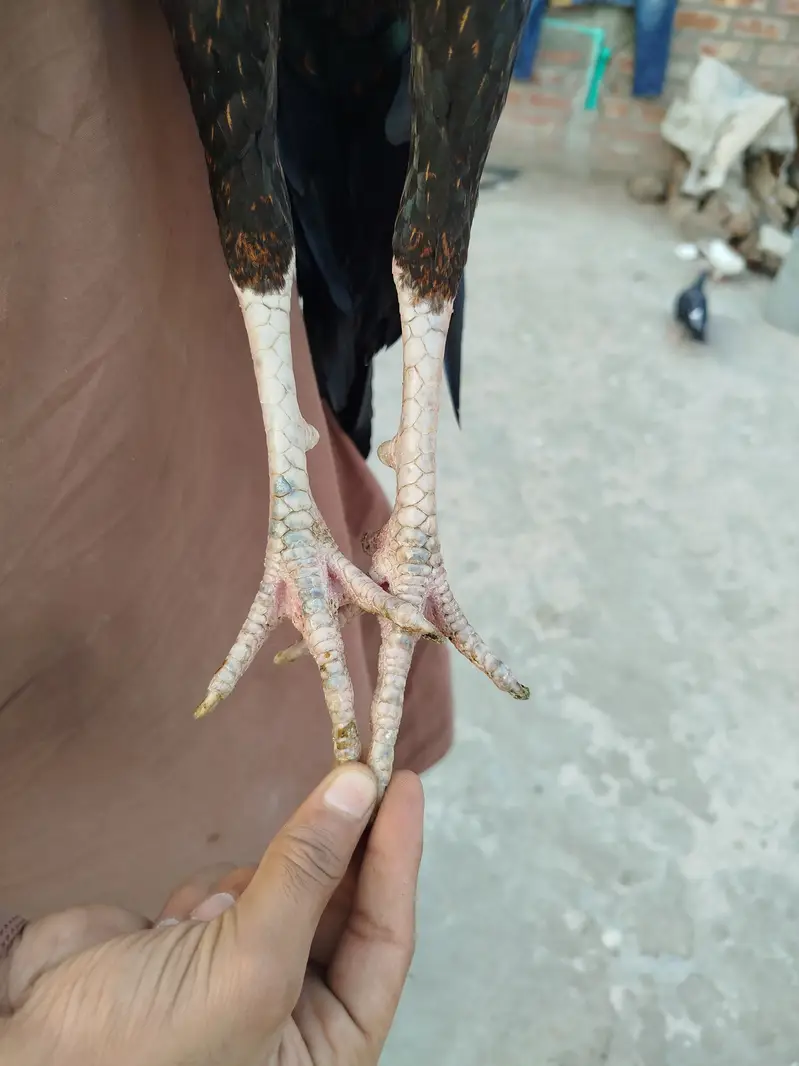 Aseel Murga — photo 6