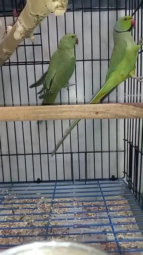 Green Ringnack breedar pair available — photo 2