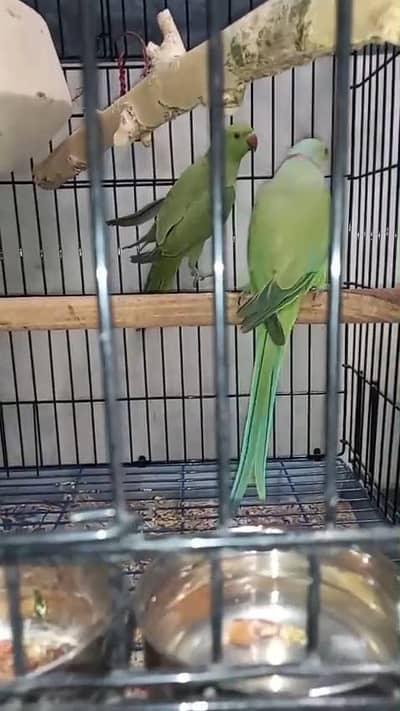 Green Ringnack breedar pair available