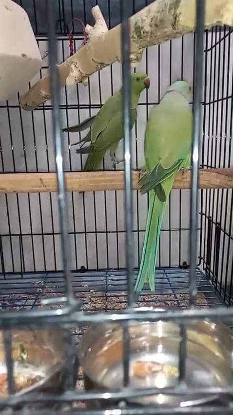 Green Ringnack breedar pair available 0
