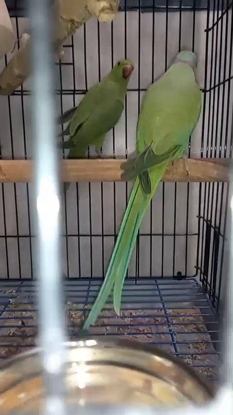 Green Ringnack breedar pair available 2