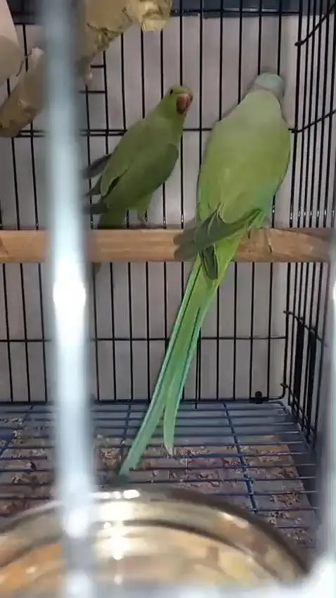 Green Ringnack breedar pair available — photo 3