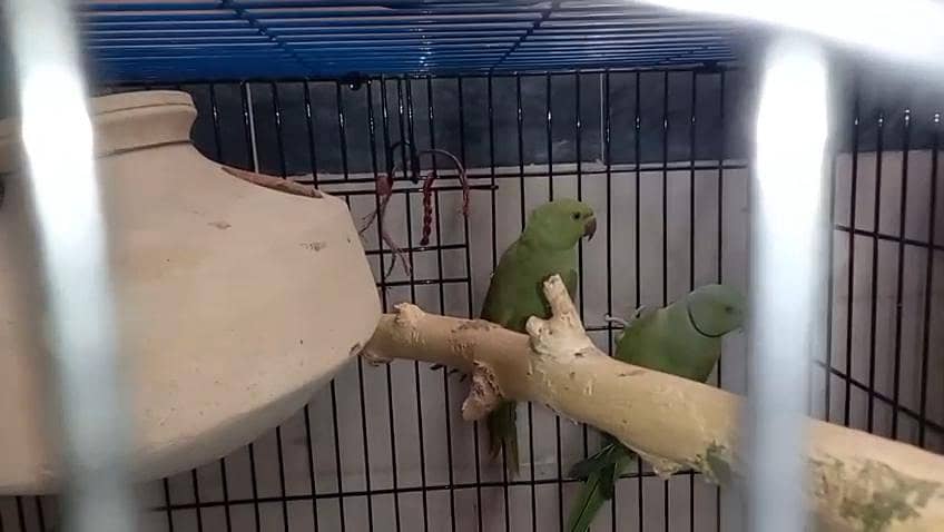 Green Ringnack breedar pair available 4