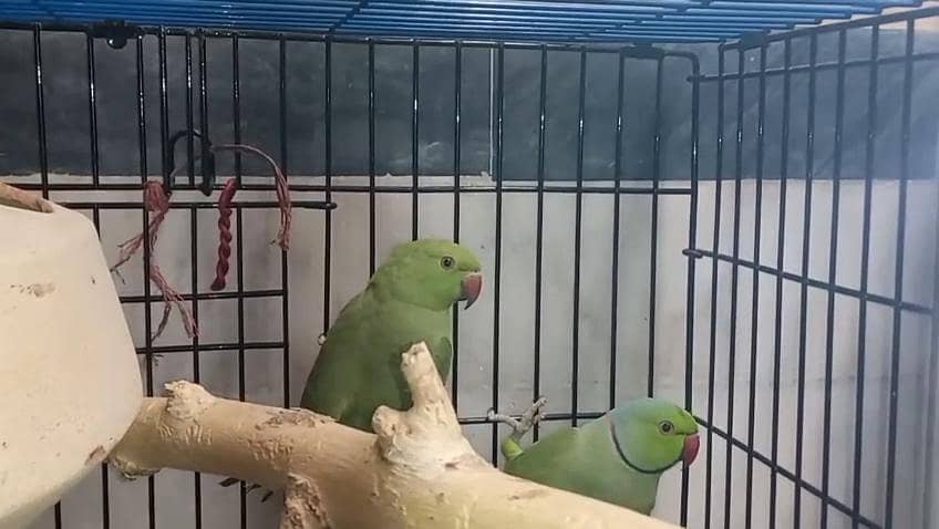 Green Ringnack breedar pair available 6