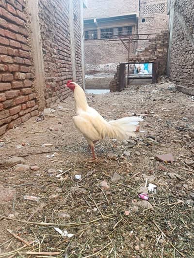 Aseel heera 03133792660