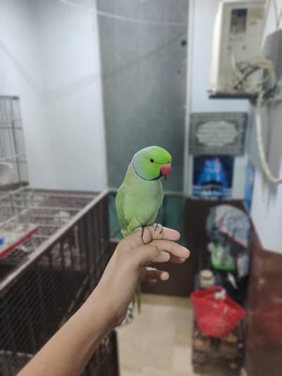 Ringneck for sale
