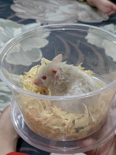 syrian hamster baby 1 month