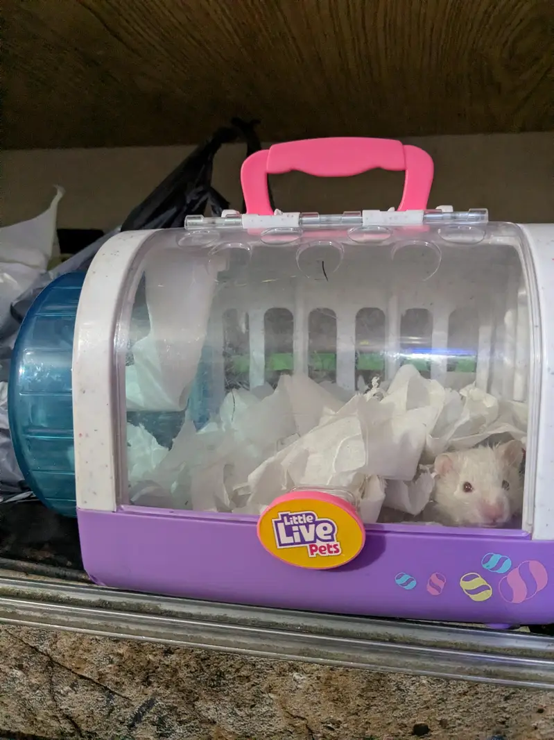 syrian hamster baby 1 month — photo 2