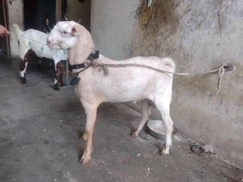 Teddy bakra 0