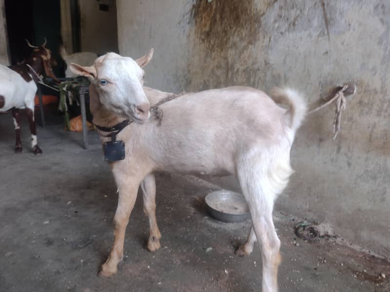 Teddy bakra 1