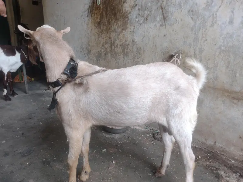 Teddy bakra — photo 3