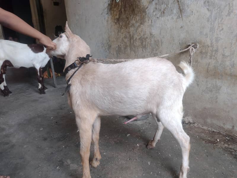 Teddy bakra 3