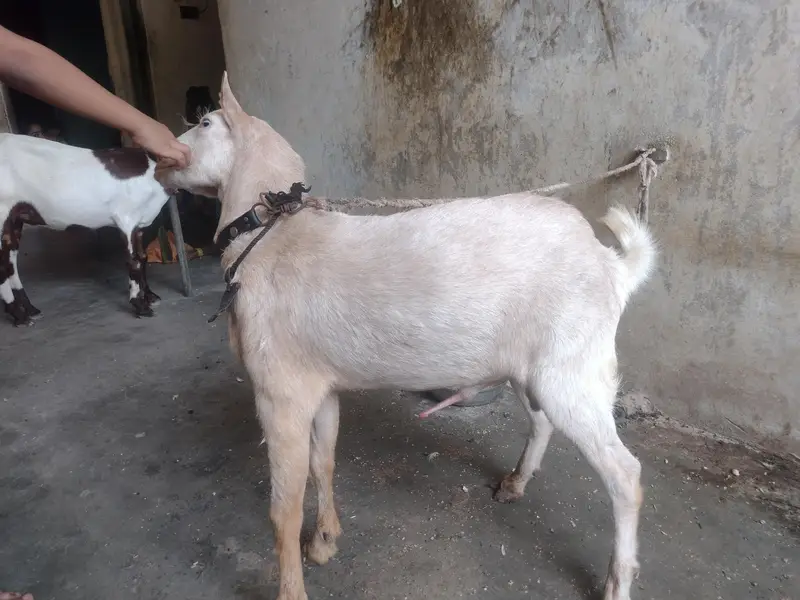 Teddy bakra — photo 4