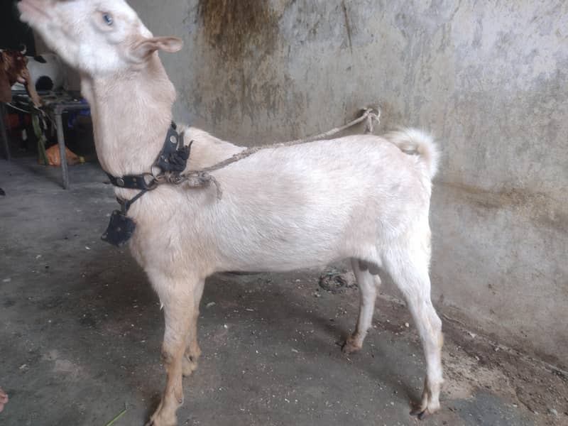Teddy bakra 4