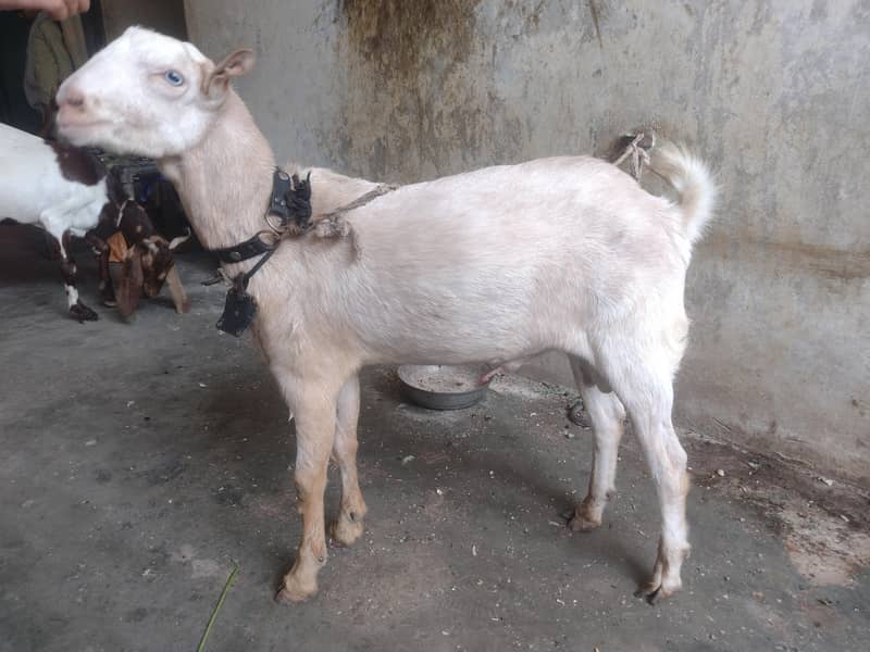 Teddy bakra 5