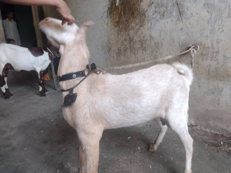 Teddy bakra 6