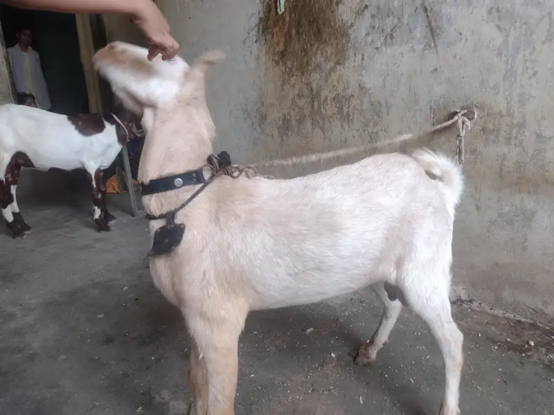 Teddy bakra — photo 7
