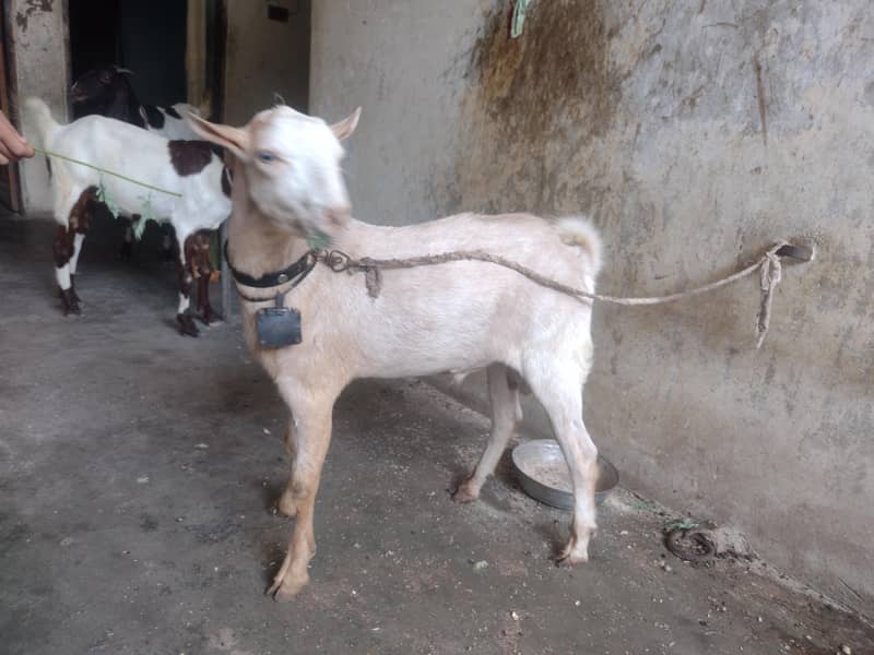 Teddy bakra 7