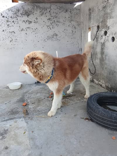 For sale seriouse Byer rabta kren