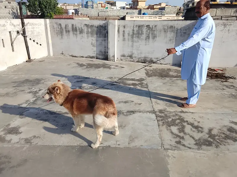 For sale seriouse Byer rabta kren — photo 2